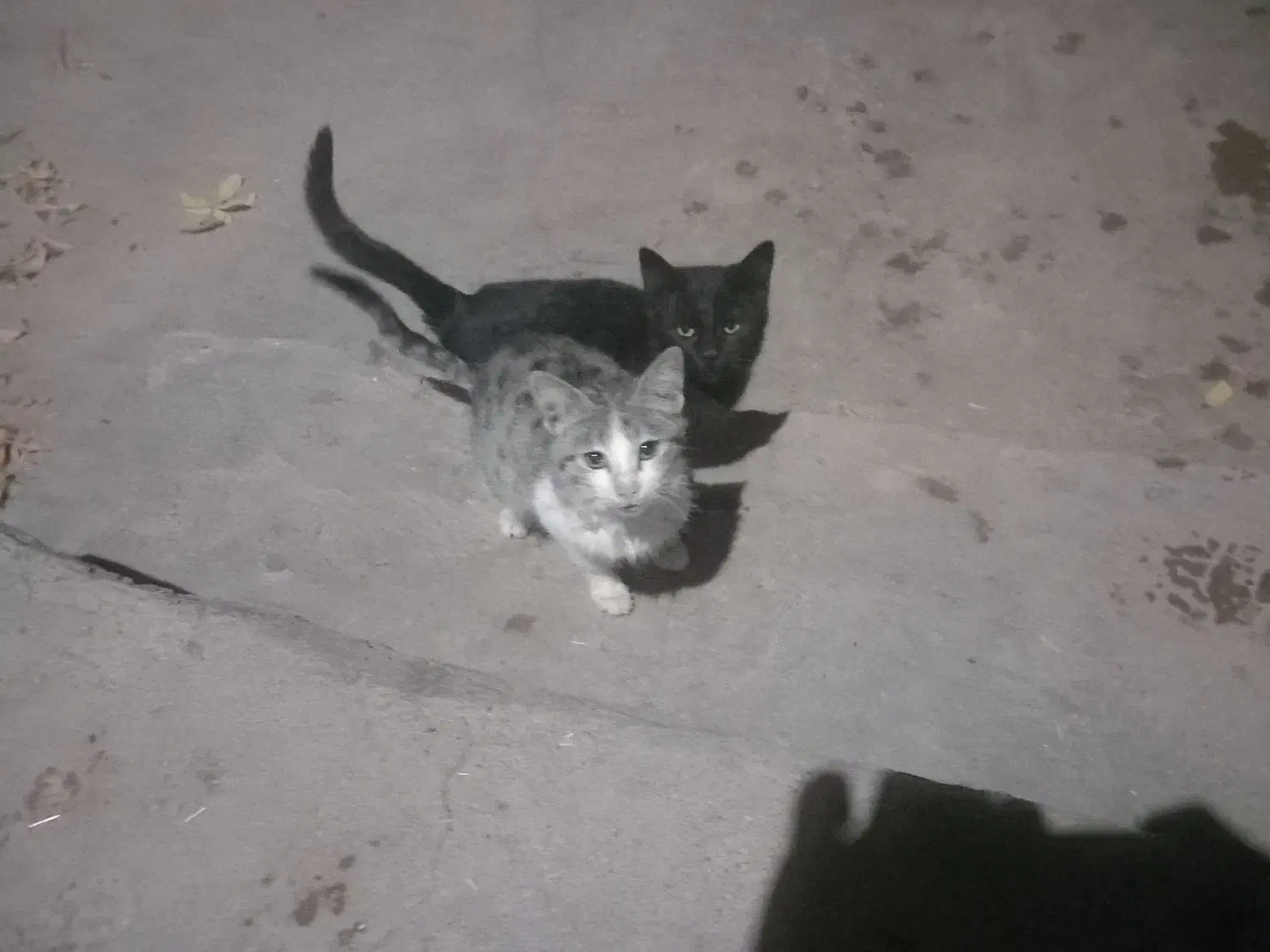 واگذاری|گربه|میاندوآب, |دیوار