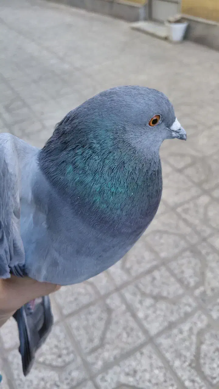 کفتر مسافتی|پرنده|شاهرود, |دیوار