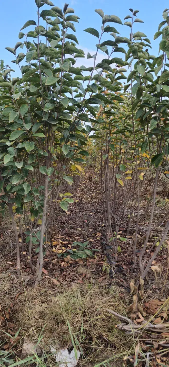 فروش عمده نهال به صورت سطل نایلکس و گل بر|خدمات باغبانی و درختکاری|دلند, |دیوار