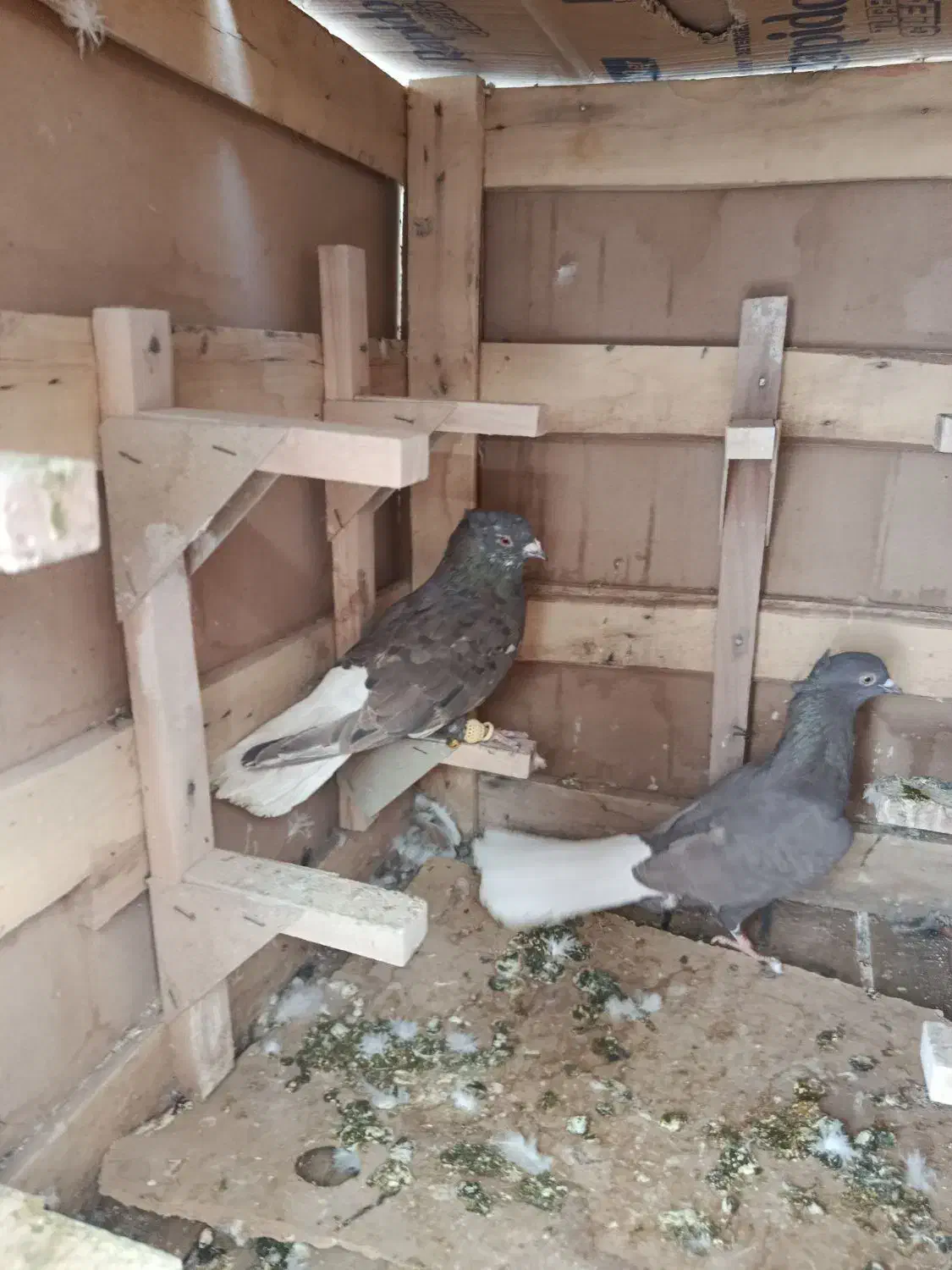 کفتر|پرنده|شیراز, نارنجستان|دیوار