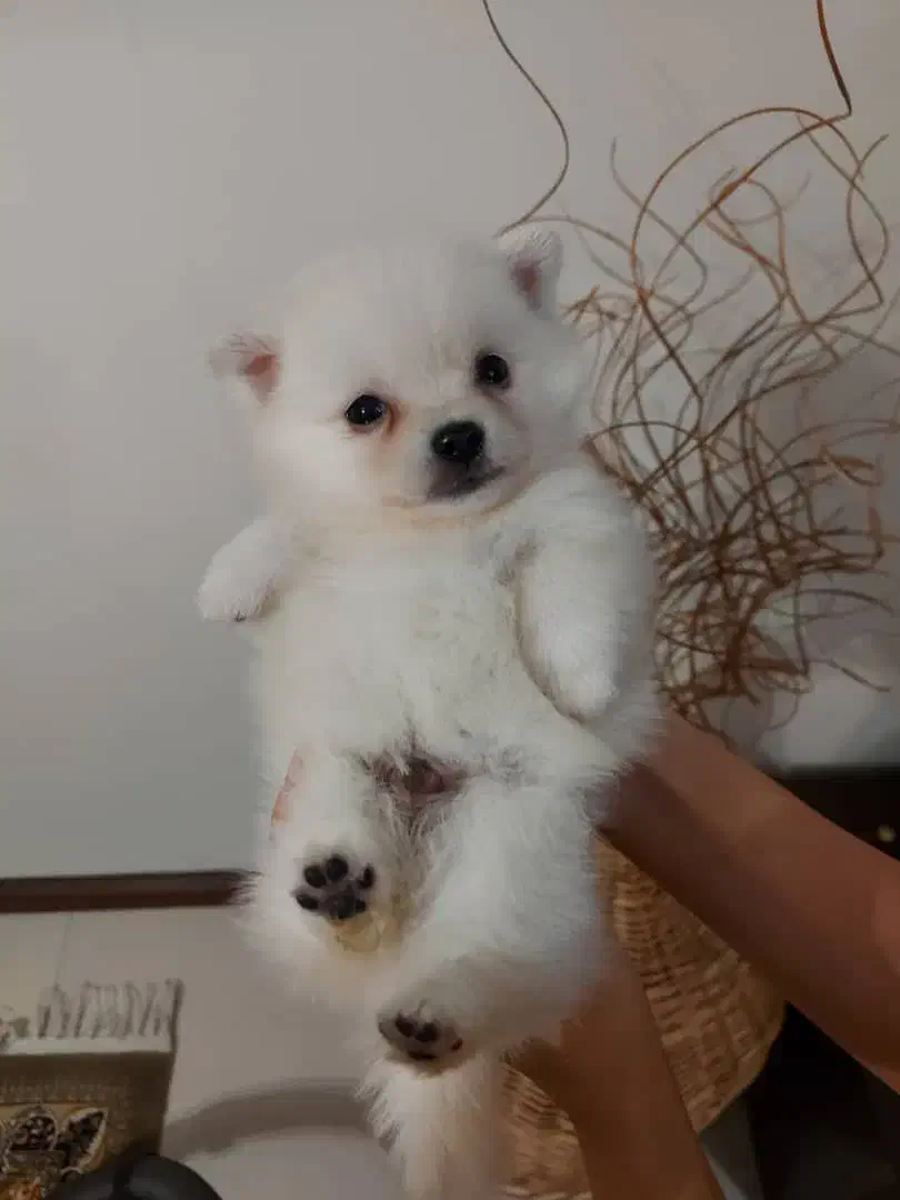 توله پامرانین خرسی از پدر و مادر وارداتی|سگ|محمدشهر, شهرک پیام (مهرالبرز)|دیوار