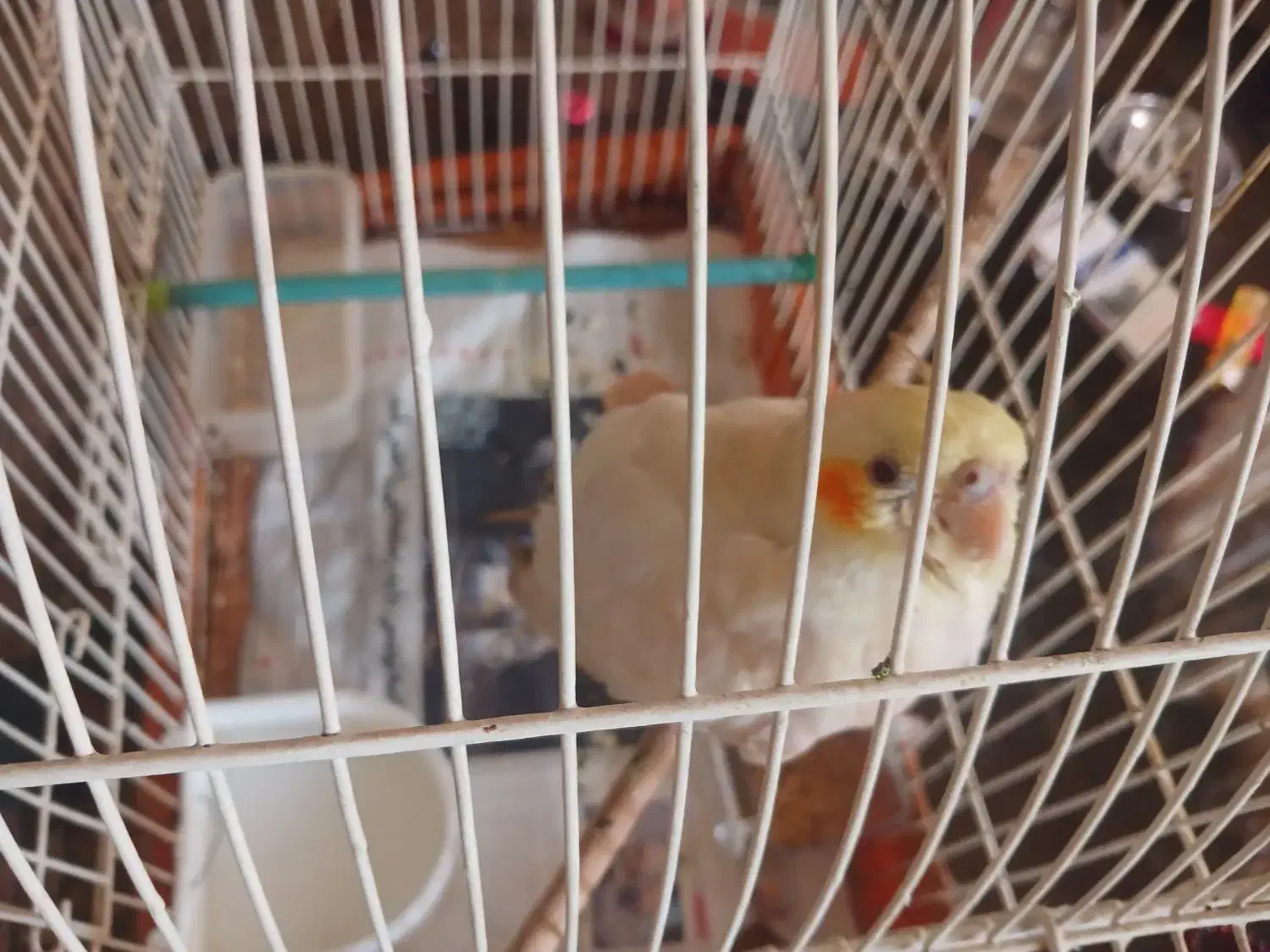 گمشده عروس هلندی|حیوانات|تهران, دکتر هوشیار|دیوار