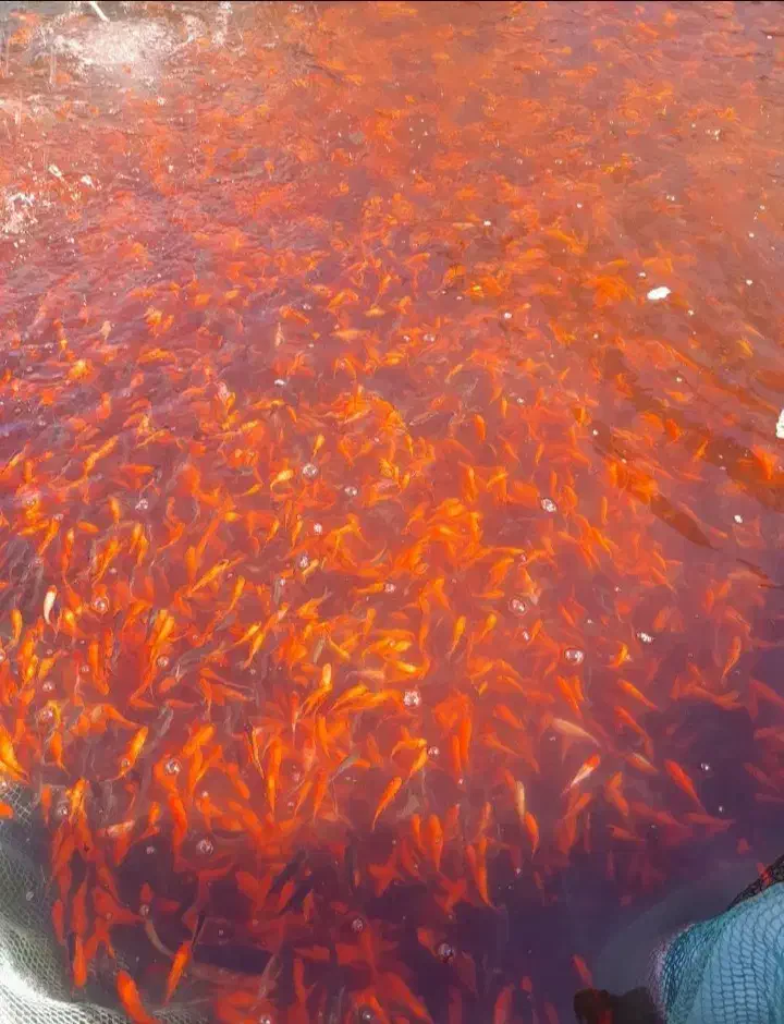 ماهی قرمز|ماهی|تربت‌حیدریه, میدان مرکزی|دیوار