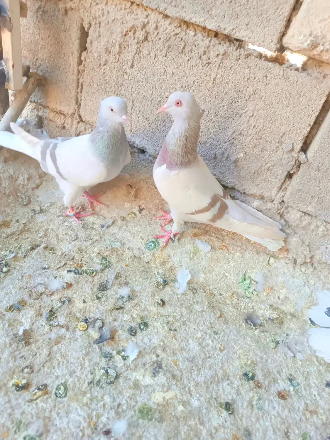 سوسنی دم سفید یا کاغذی دم سفید|پرنده|شیراز, دروازه قران|دیوار