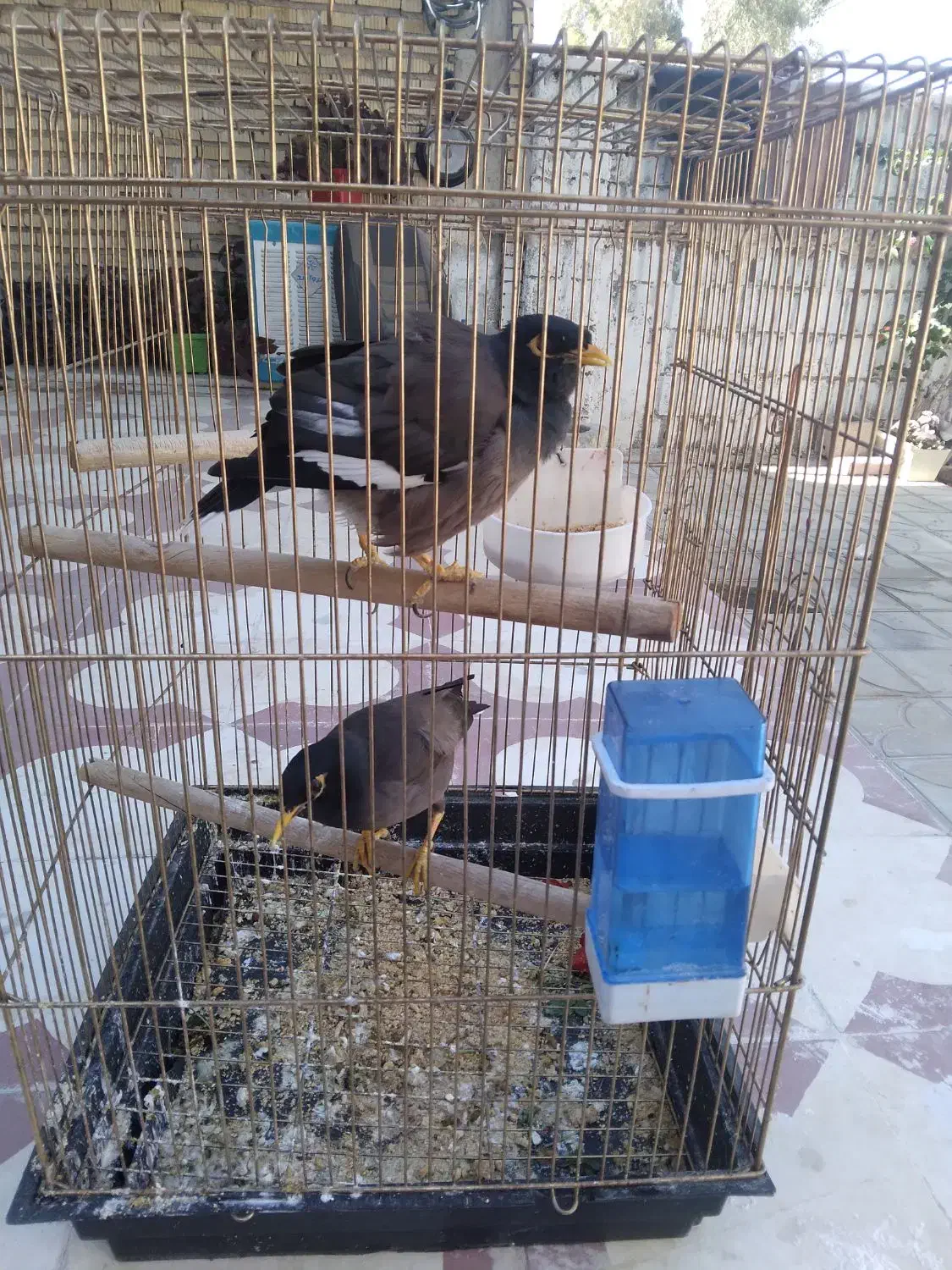 دو عدد مرغ مینا نر و ماده،|پرنده|نی‌ریز, |دیوار