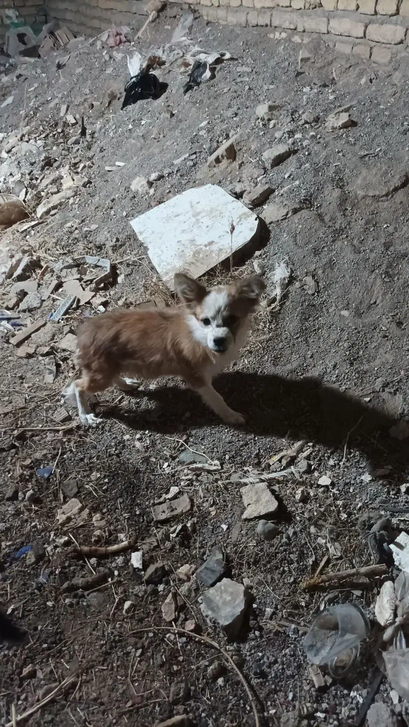 پاپی گوش تیز|سگ|تربت‌حیدریه, فتح المبین|دیوار