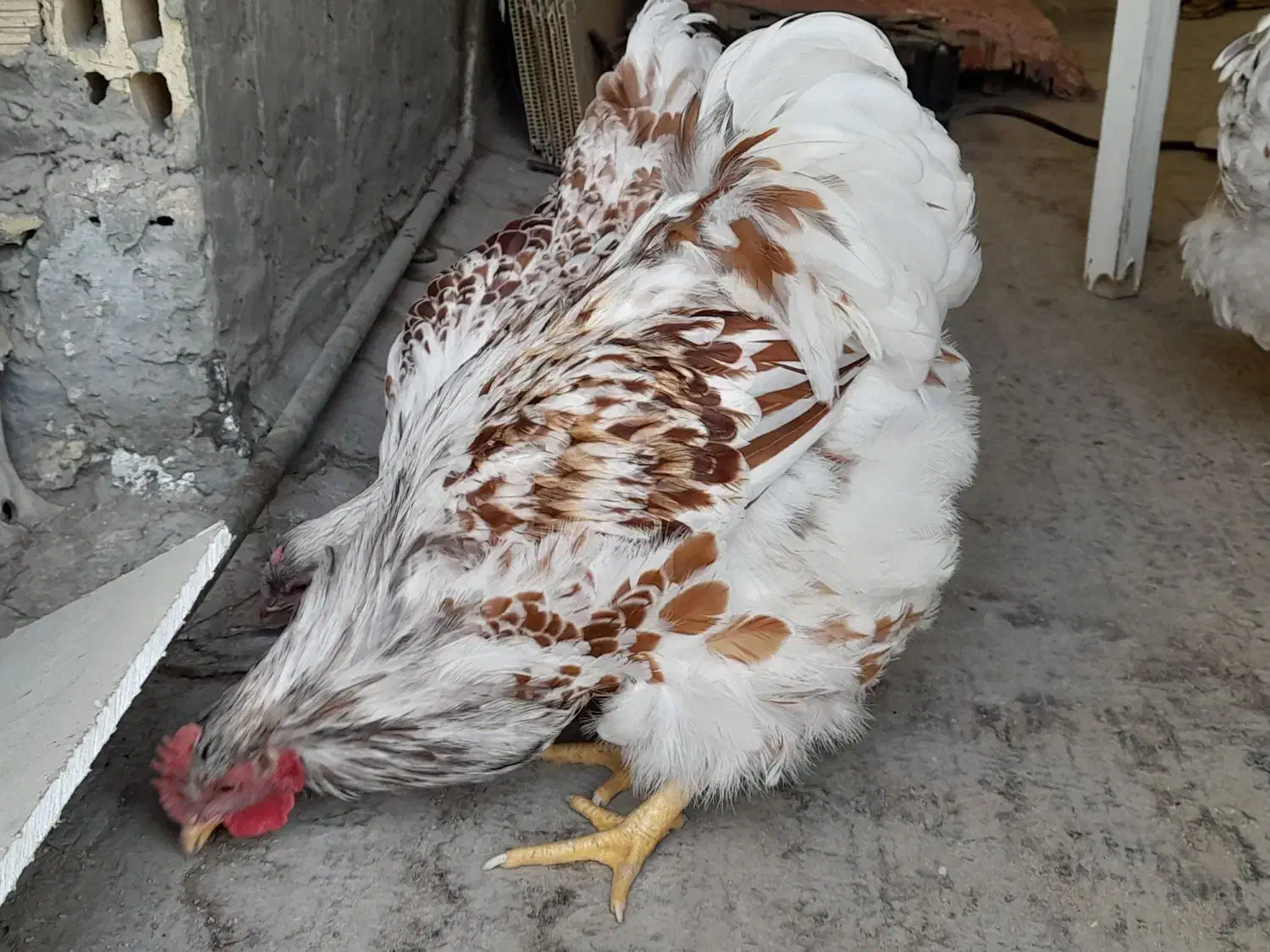 خروس|حیوانات مزرعه|اصفهان, پرتمان|دیوار