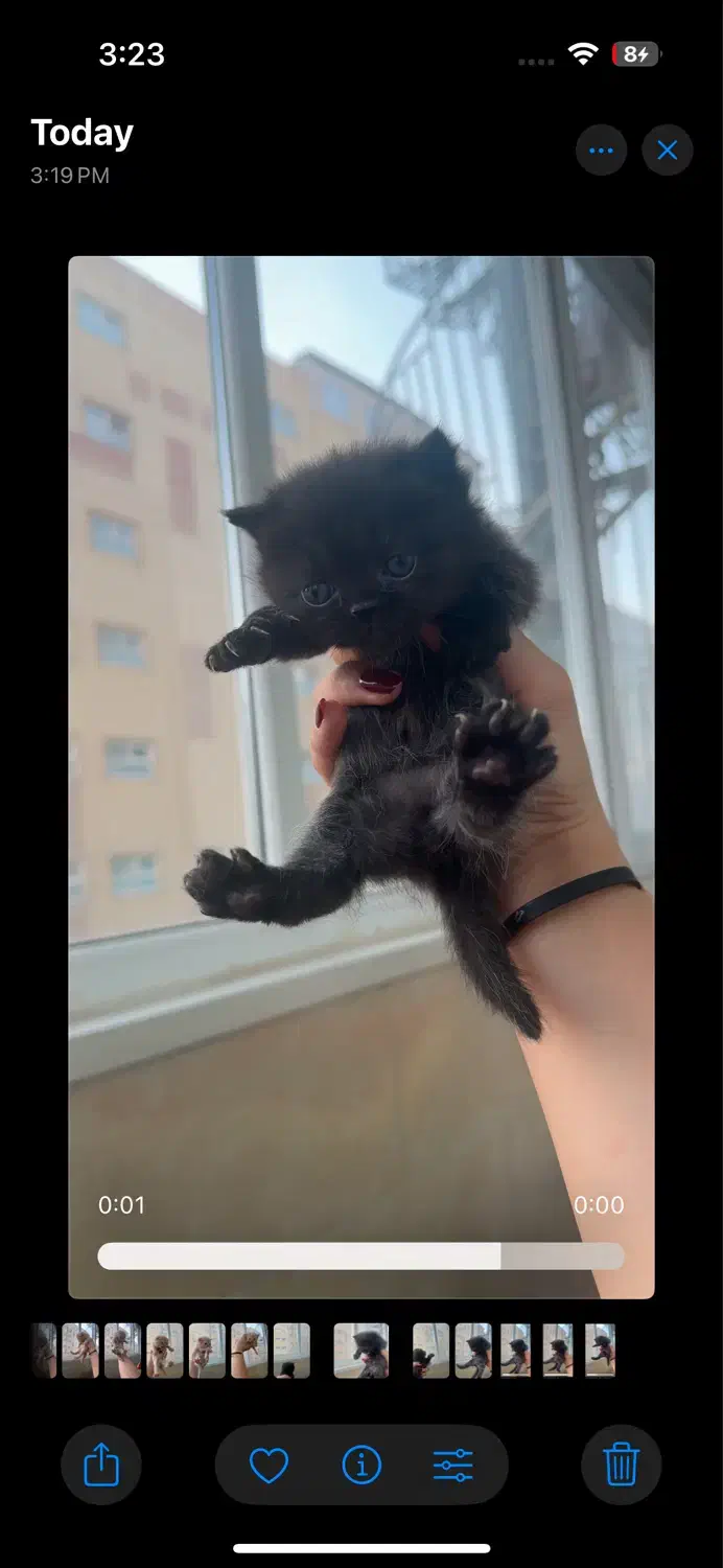 گربه اسکاتیش ،پرشین|گربه|تبریز, |دیوار