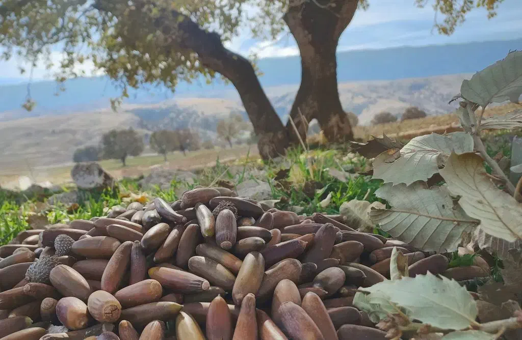 بلوط شیرین پنچ کیسه|خوردنی و آشامیدنی|کوهدشت, |دیوار