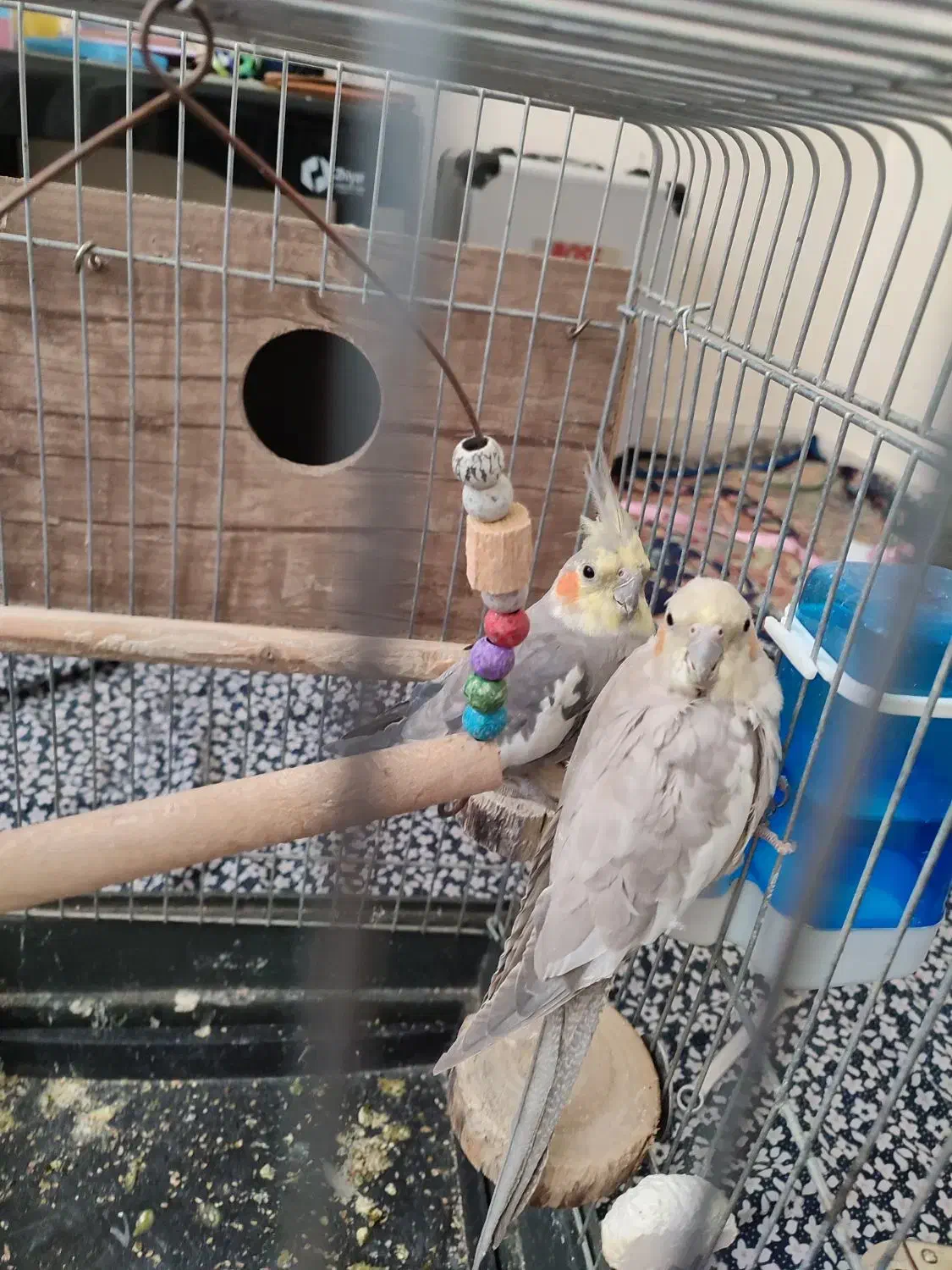 عروس هلندی جفت خوشگل و جوان و مولد|پرنده|بانه, |دیوار