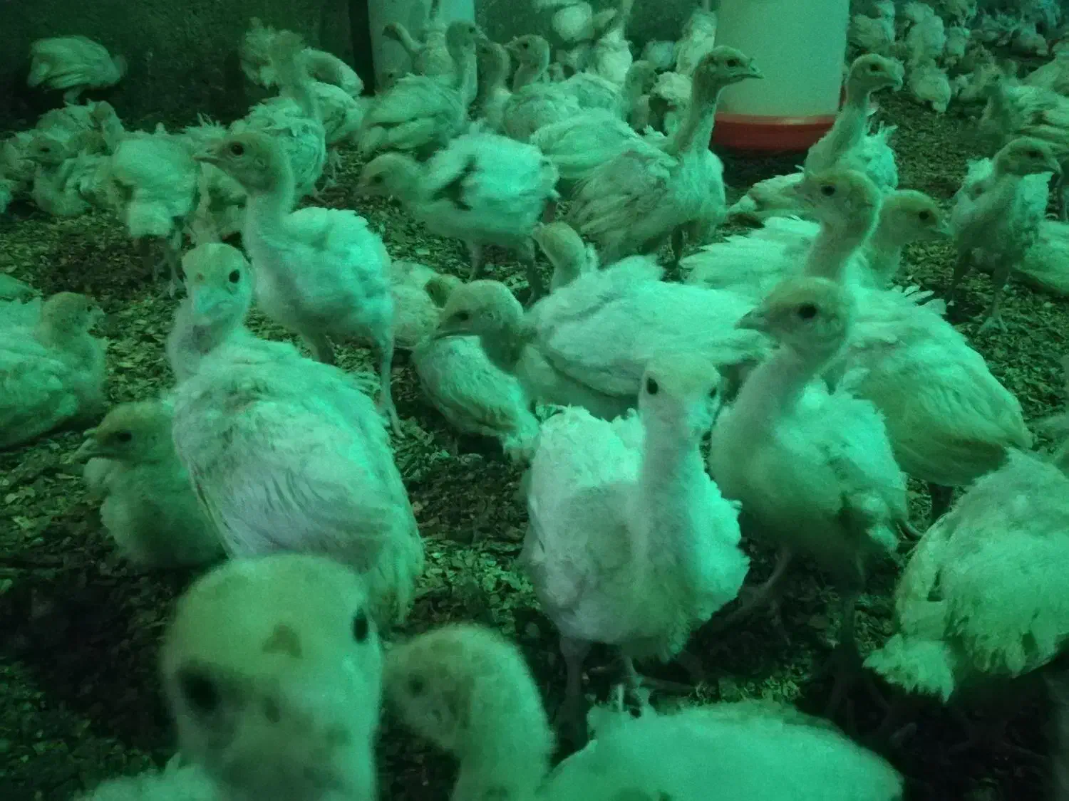 جوجه بوقلمون نژاد بی یو تی|حیوانات مزرعه|تهران, فردوسی|دیوار