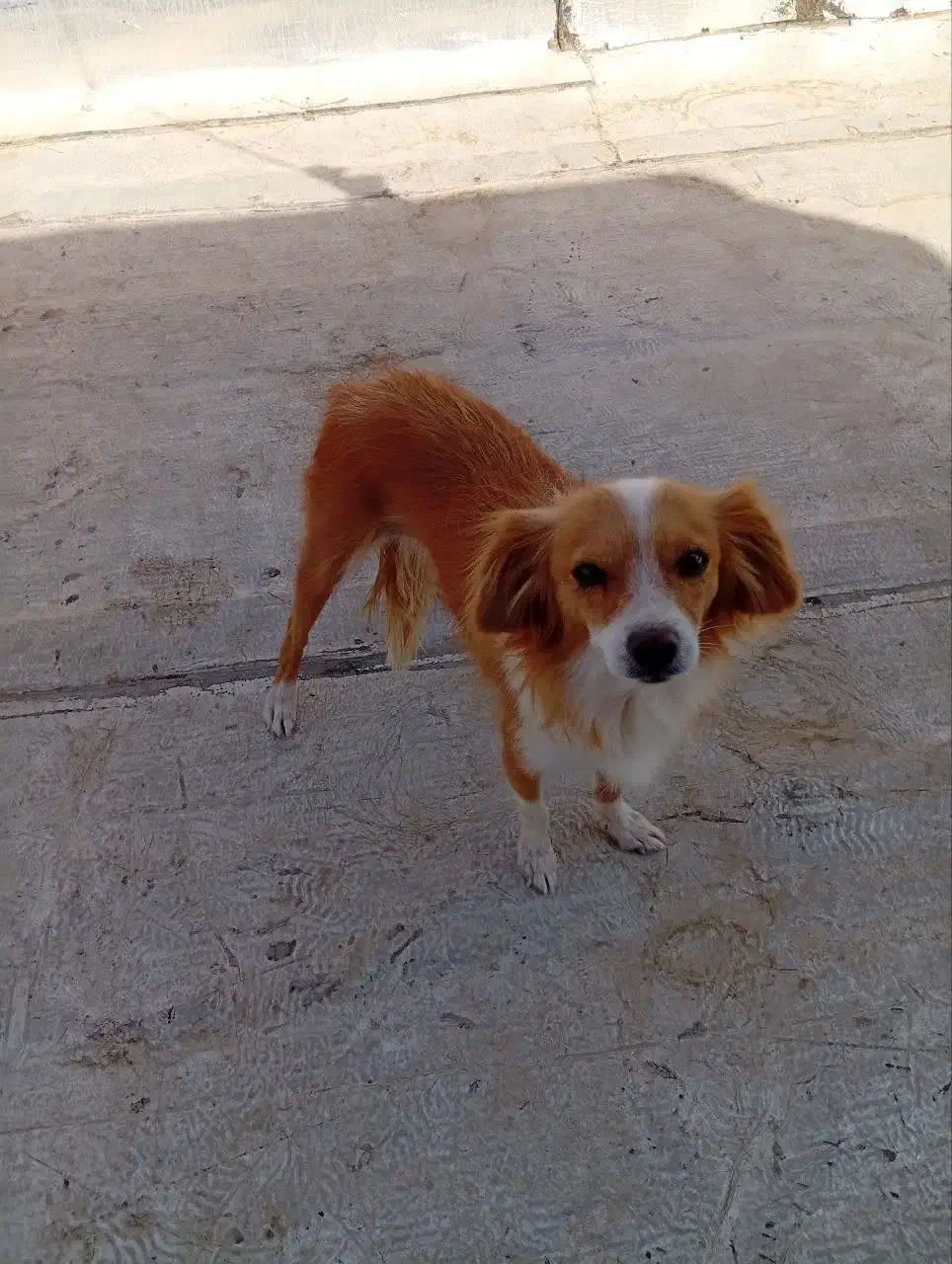 سگ دستی|سگ|برخوار, |دیوار