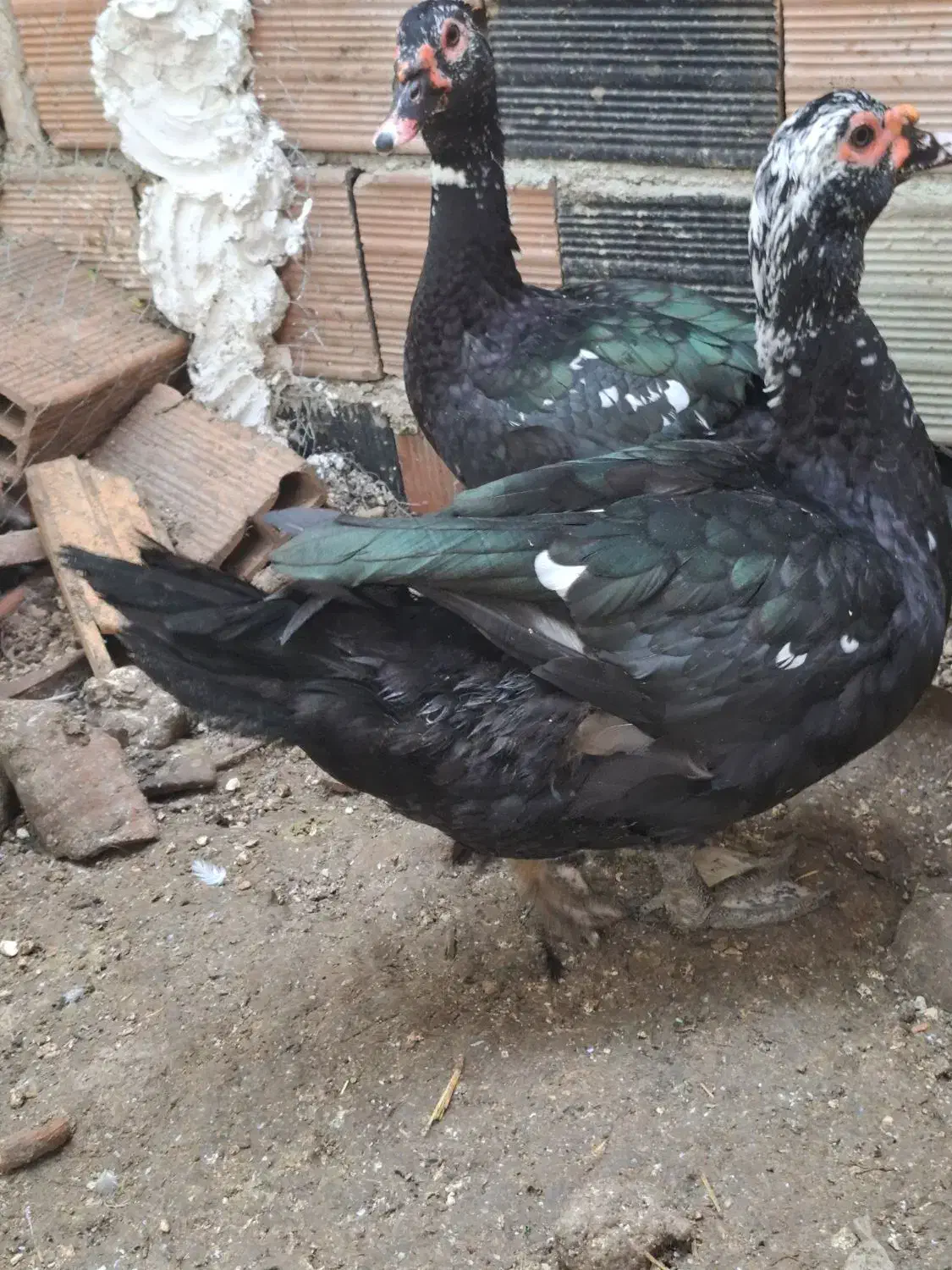 اردک‌ خارجی نر درشت مناسب کشتار|حیوانات مزرعه|بهشهر, |دیوار