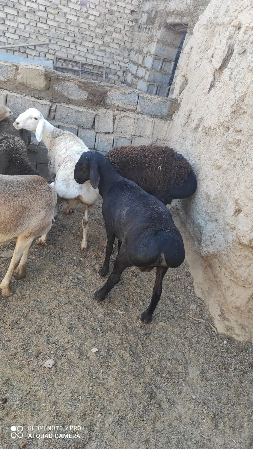 لا|حیوانات مزرعه|تربت جام, میان جام|دیوار