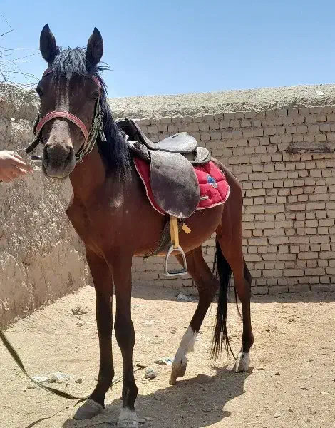 اسب|اسب و تجهیزات اسبسواری|نیمبلوک, |دیوار