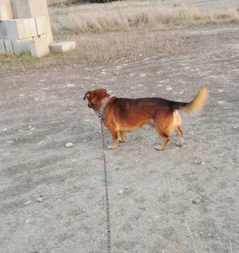 سگ پاکوتاه|سگ|گنبد کاووس, |دیوار