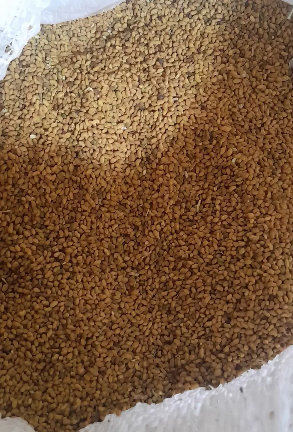 بذر یونجه رنجر آمریکایی|لوازم جانبی حیوانات|خانمیرزا, |دیوار