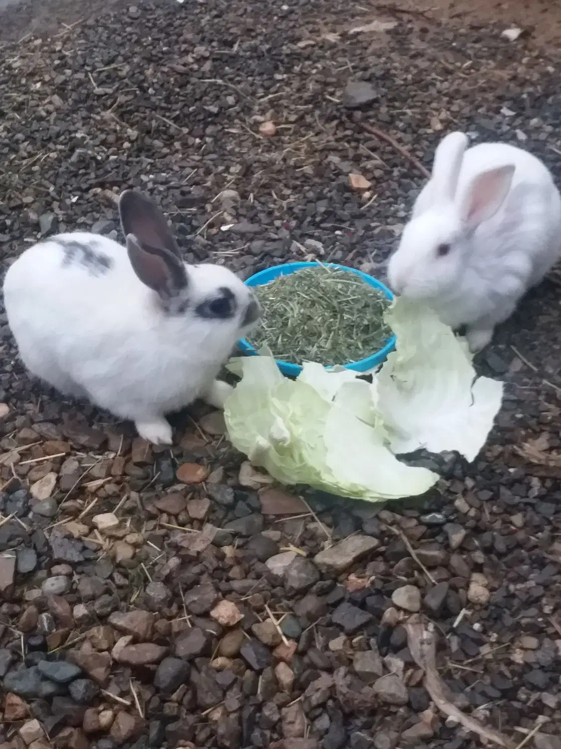 خرگوش|موش و خرگوش|سنقر, |دیوار