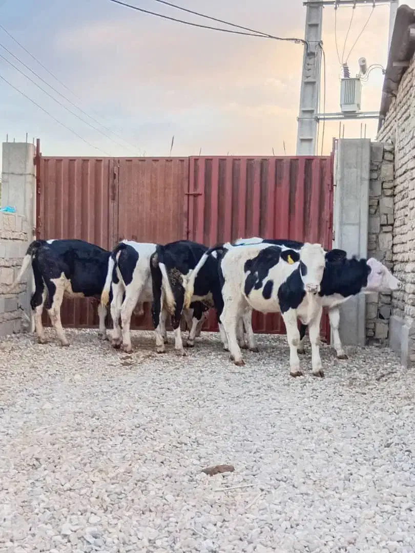 خرید و فروش انواع گوساله|حیوانات مزرعه|کهنوج, |دیوار