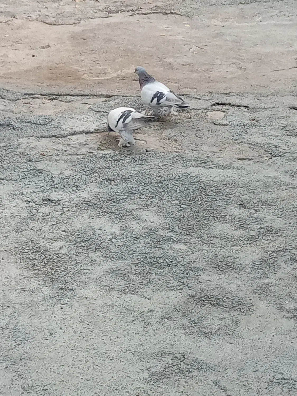 دو عدد کبوتر شقشقی|پرنده|سیوان, |دیوار