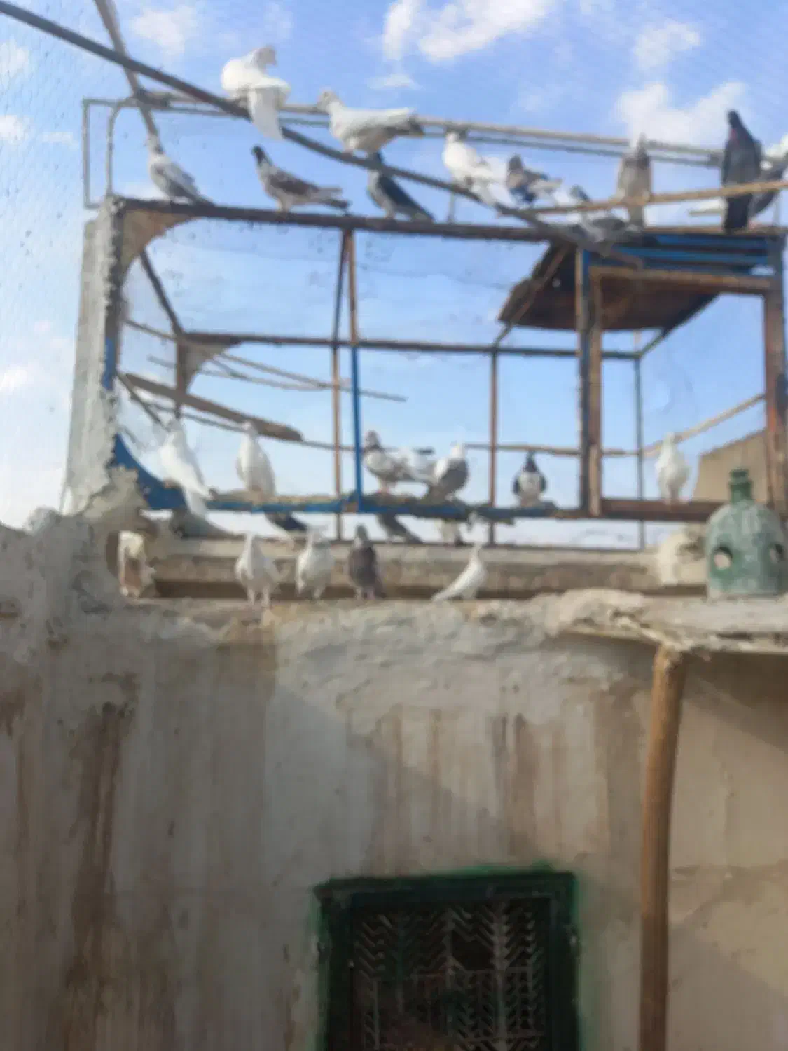 کفتر پرشی عالی|پرنده|کاشان, لتحر|دیوار