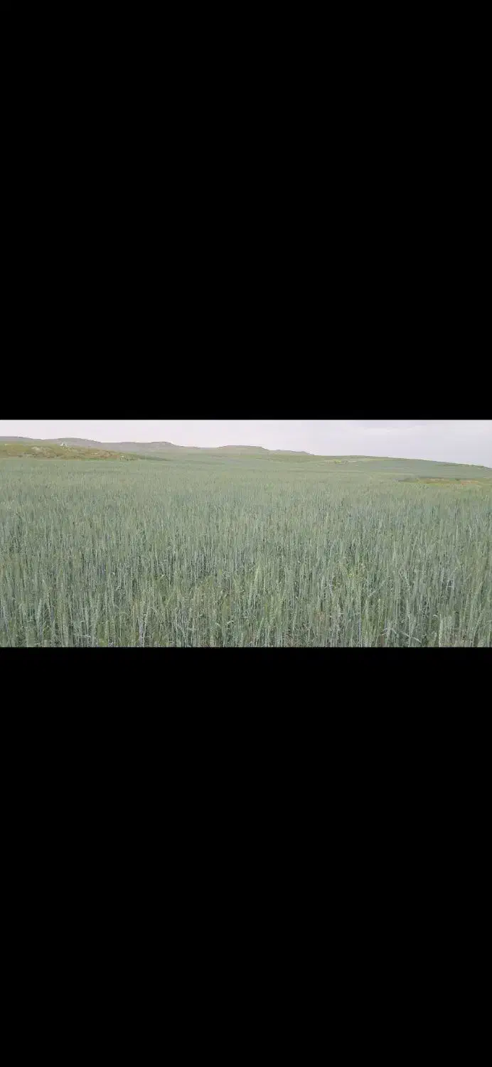 اجاره و فروش سه هکتار زمین کشاورزی دیم|فروش دفتر صنعتی، کشاورزی، تجاری|دهدشت, |دیوار