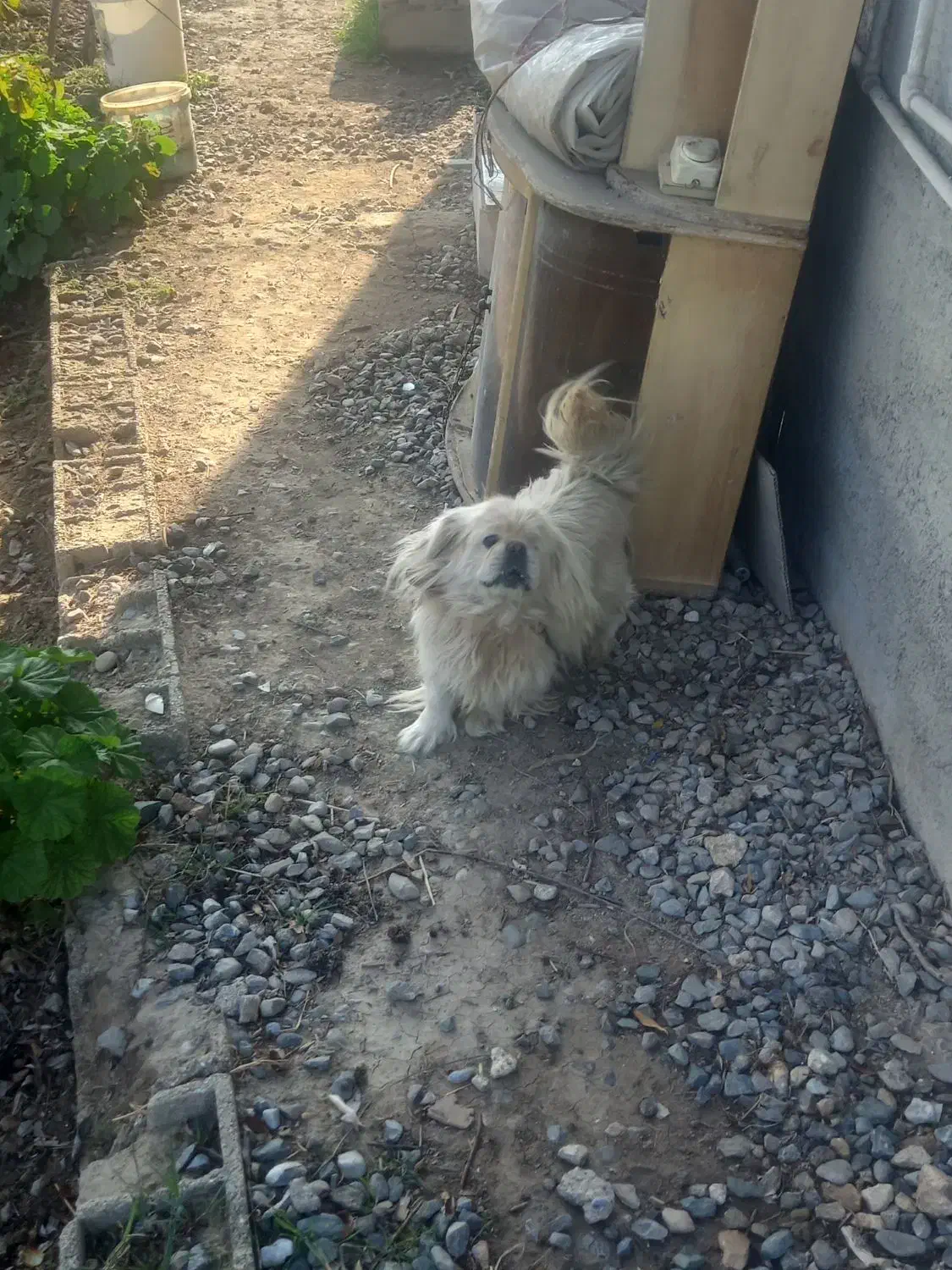 پاکوتاه خارجی|سگ|گرگان, |دیوار