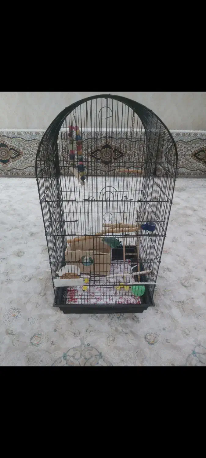 دو عدد طوطی برزیلی خوش رنگ|پرنده|ری, هاشم‌آباد|دیوار