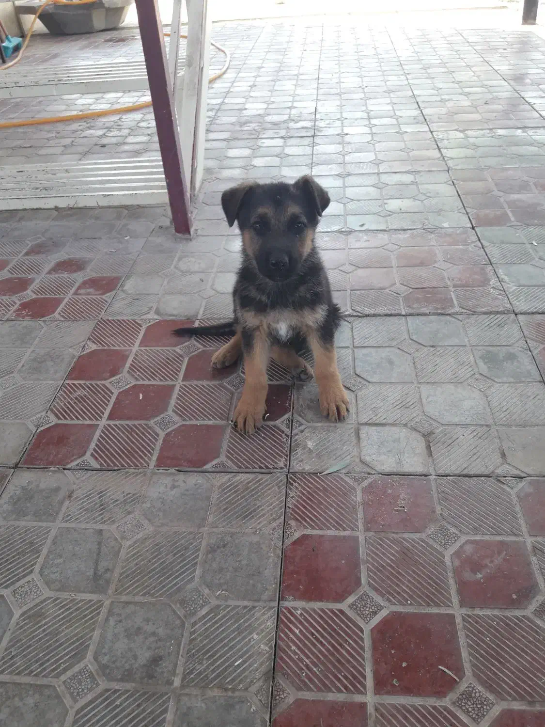 ژرمن|سگ|تبریز, |دیوار