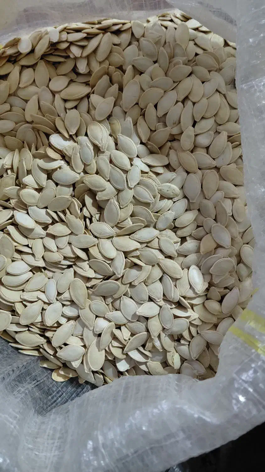 تخمه کدو|عمده‌فروشی|اقلید, |دیوار