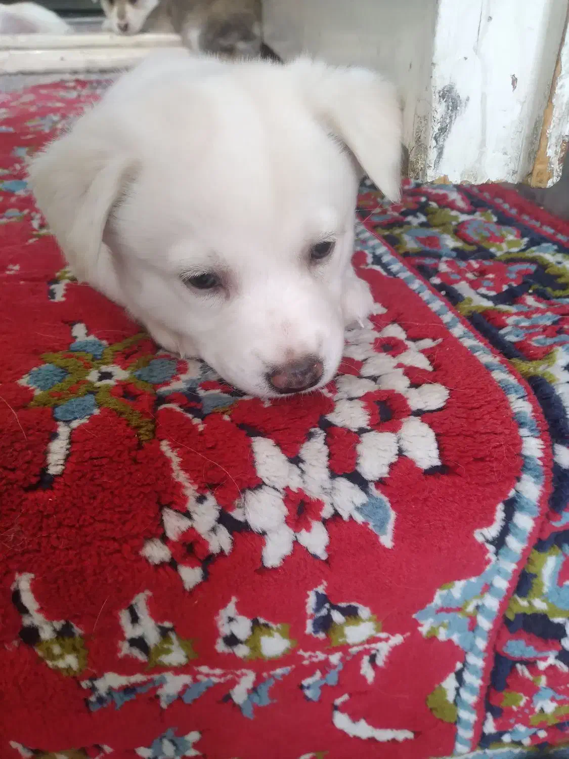 سگ‌.پامر‌روباهی‌و‌آشپیز|سگ|یزد, |دیوار