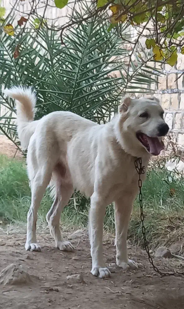 سگ نگهبان|سگ|ایلام, |دیوار