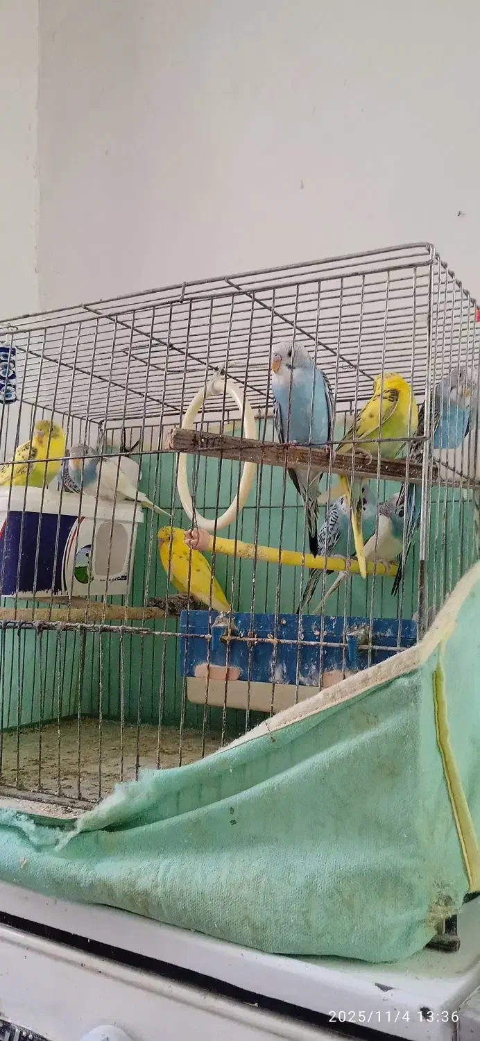 مرغ عشق|پرنده|رزن, |دیوار