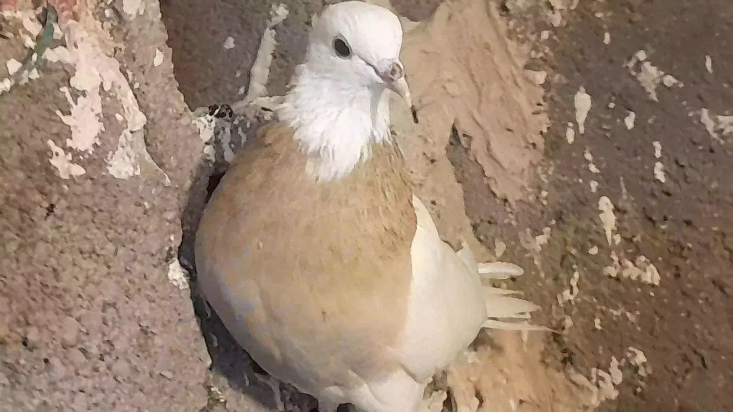 طوقی زرد|پرنده|نیشابور, ده حلاج|دیوار