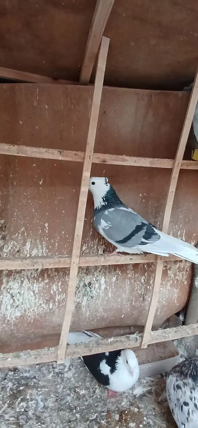 کبوتر ابلق سبز|حیوانات|ورامین, ورامین|دیوار