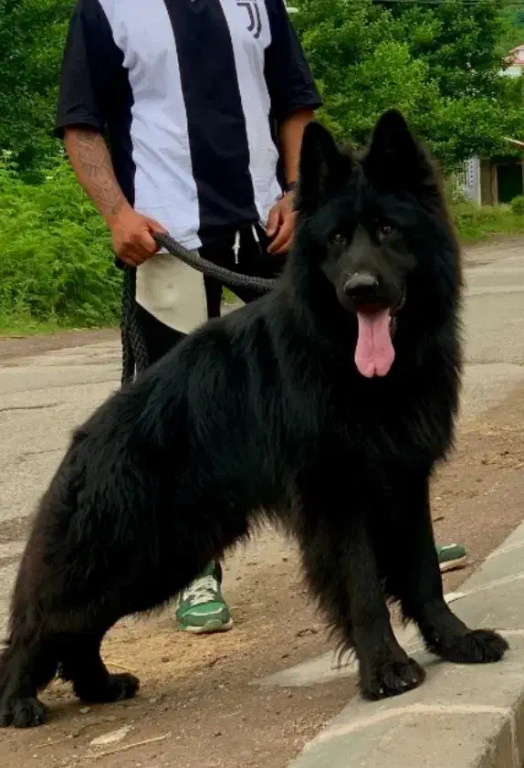 سگ شرمن بلک شولاین اصل با رگ خونی بالا|سگ|طاهرگوراب, |دیوار