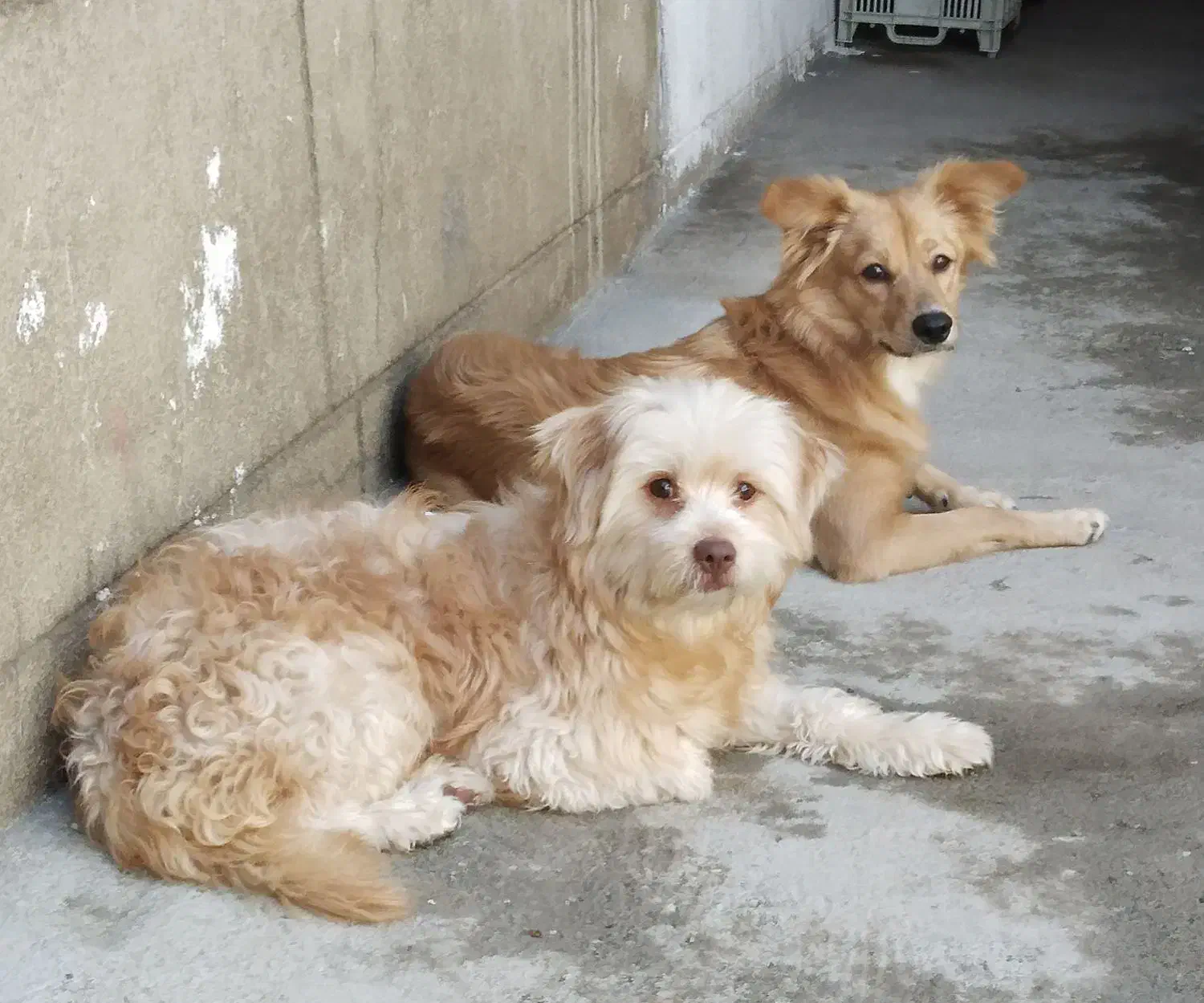 دوتاسگ پاکوتاه|سگ|خوی, |دیوار