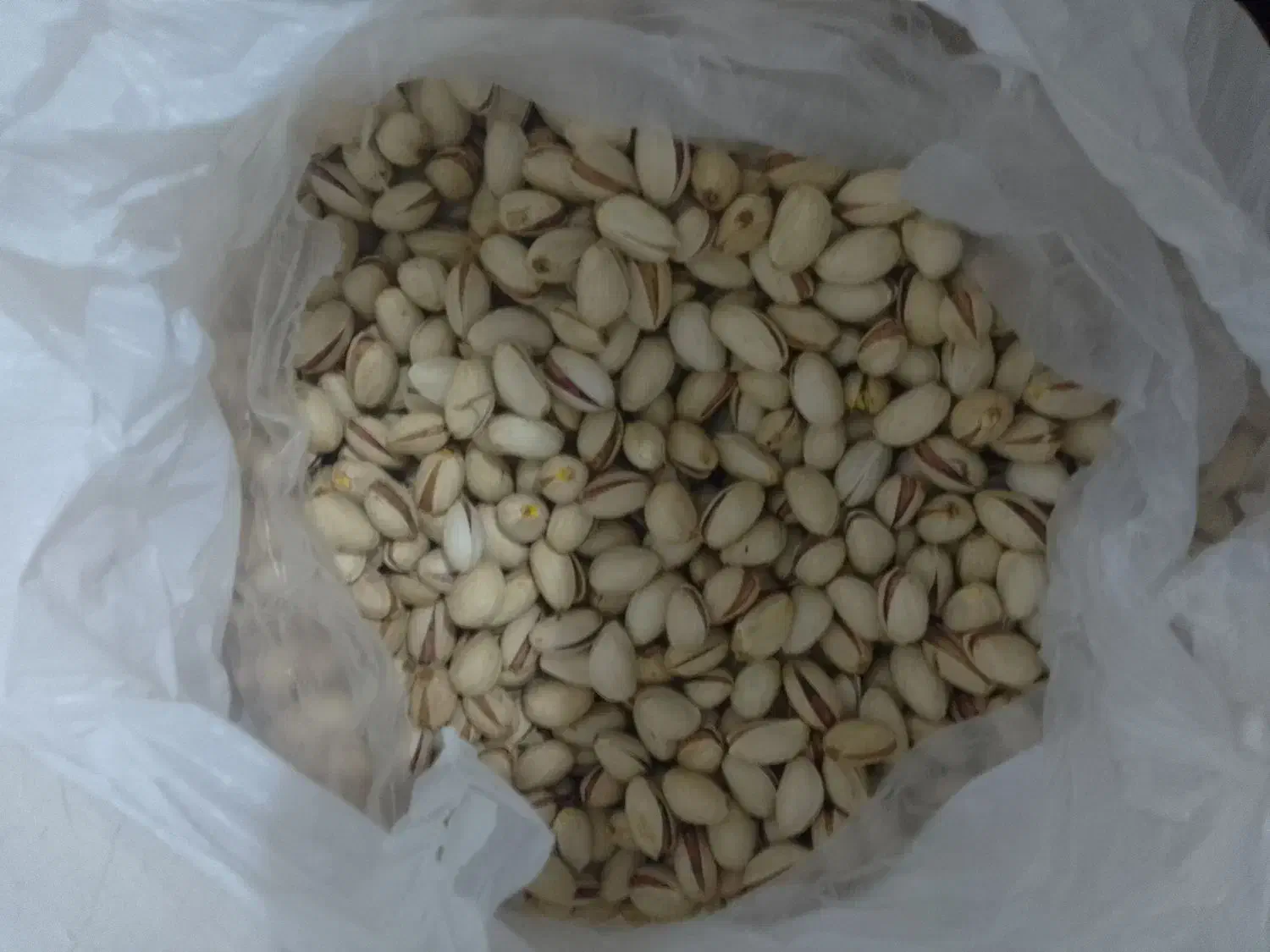 پسته درجه یک|خوردنی و آشامیدنی|تربت جام, کلالی|دیوار