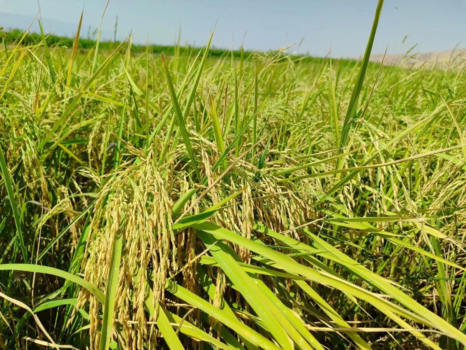 چلتوک طارم محلی|خدمات باغبانی و درختکاری|دره شهر, |دیوار