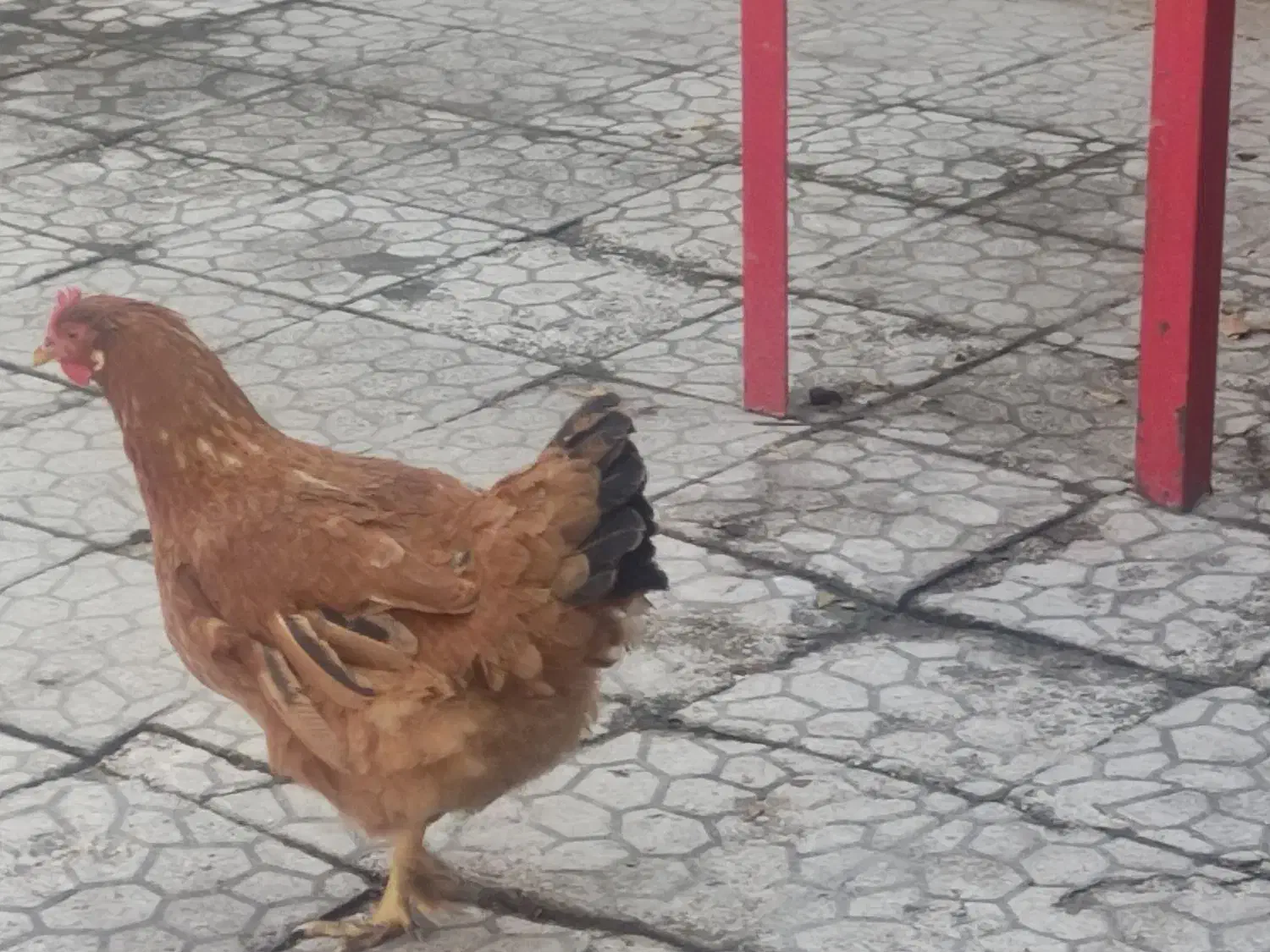 قیمت توافقی|پرنده|کنگاور, |دیوار