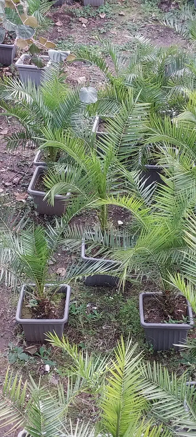 نخل فونیکس ،باباادم،یوکا،سیکاس،|عمده‌فروشی|چابکسر, |دیوار