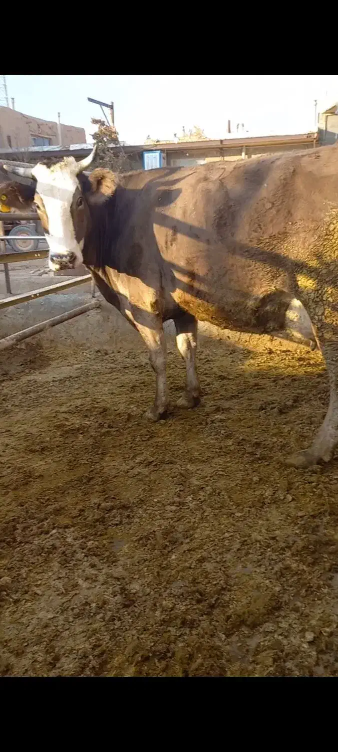 گاوگوشتی.وشیری|حیوانات مزرعه|معصومیه, |دیوار