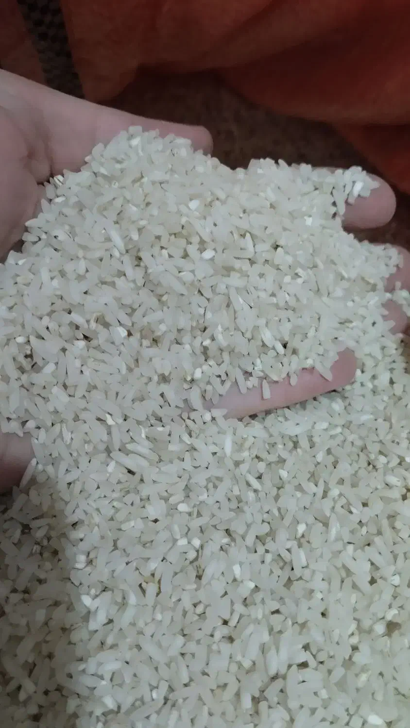 برنج نیم دانه هاشمی و لاشه هاشمی|خوردنی و آشامیدنی|رشت, جانبازان|دیوار