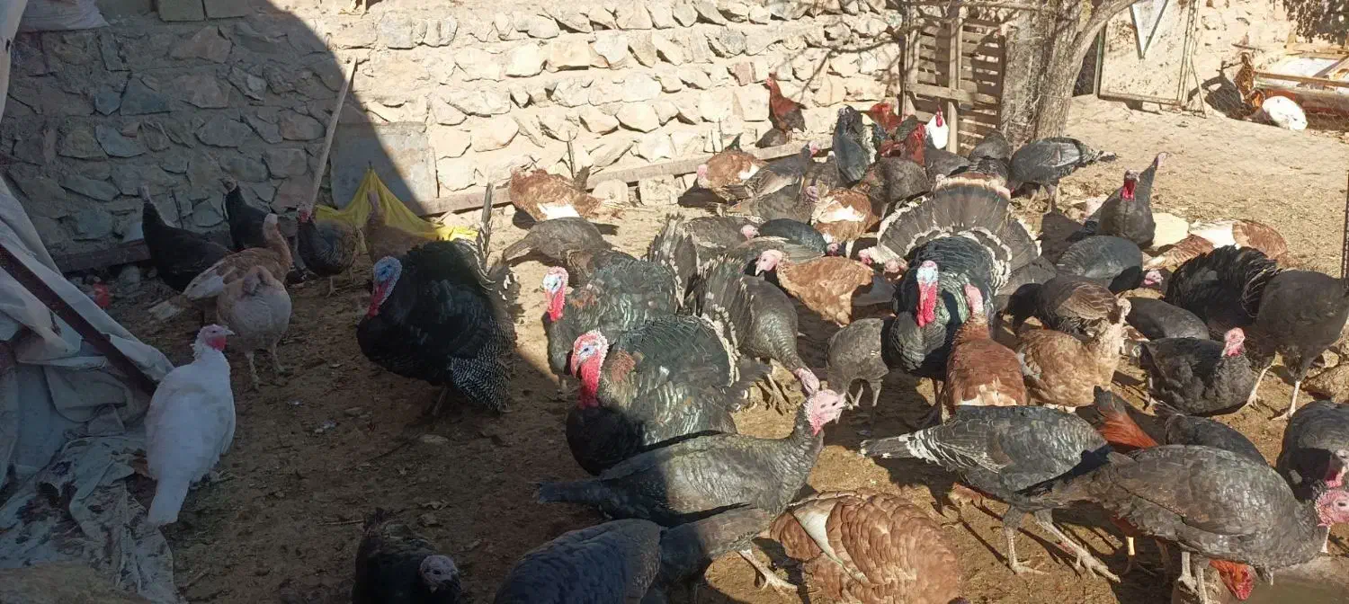 بوقلمون|حیوانات مزرعه|نورآباد, |دیوار