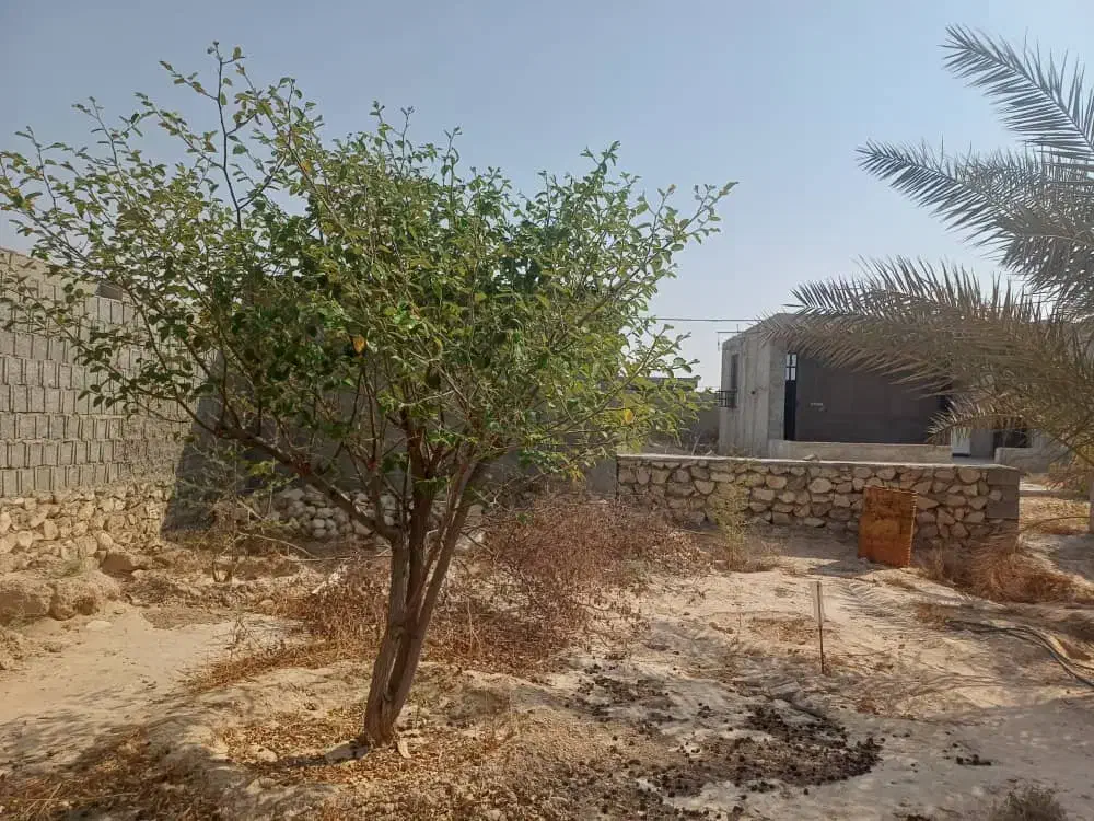 فروش باغچه ۸۰۰ متری بنه گز اهرم تنگستان|فروش خانه و ویلا|اهرم, |دیوار