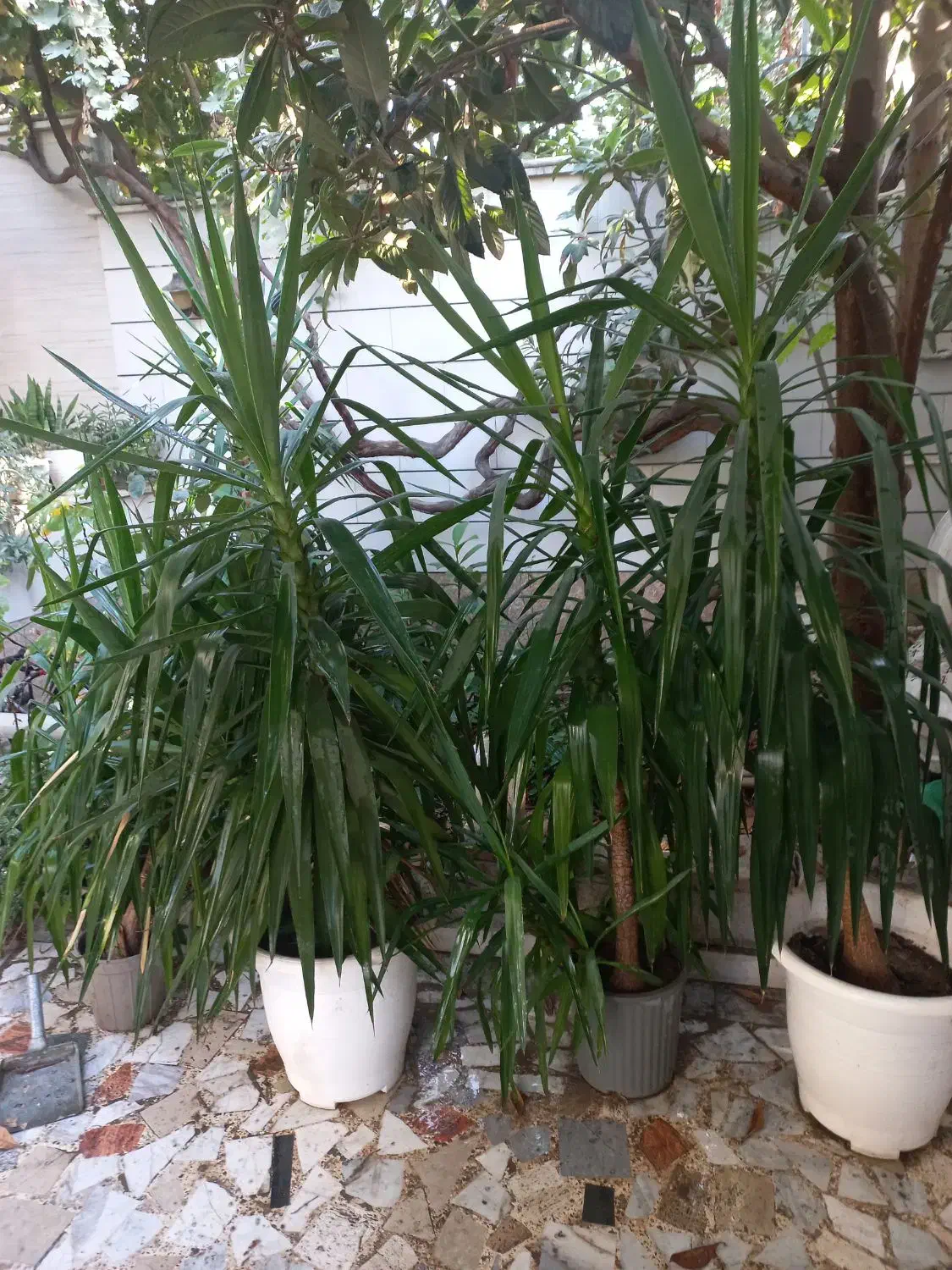 نهال ازگیل و گل یوکا کاکتوس سانسورها خرفه|گل و گیاه طبیعی|گنبد کاووس, |دیوار