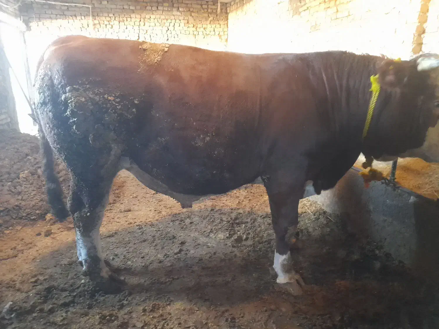 فروش ۳راس گوساله سوپرچاق|حیوانات مزرعه|بستان آباد, |دیوار