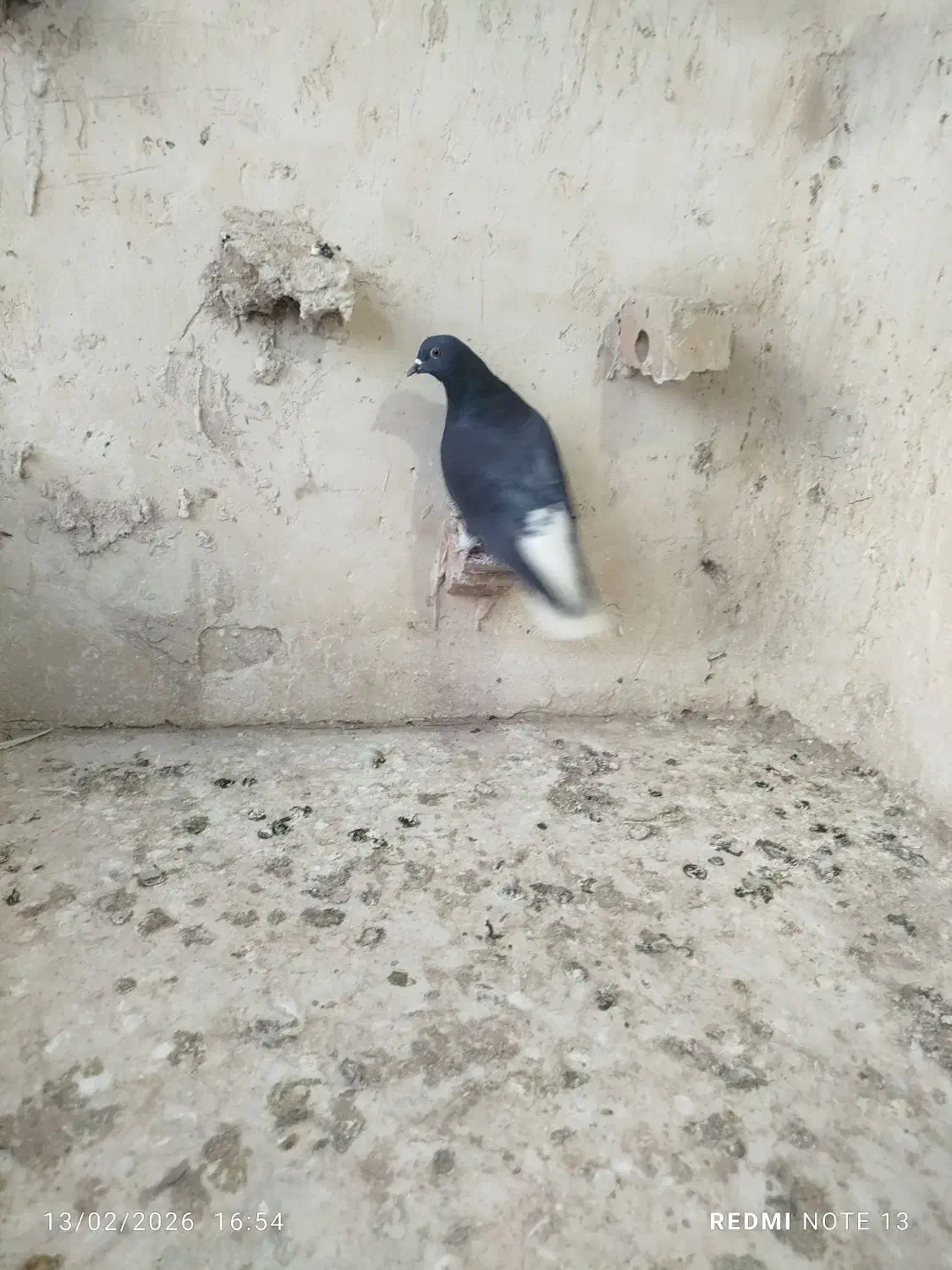 کفترصیدد|حیوانات|مشهد, خرمشهر|دیوار