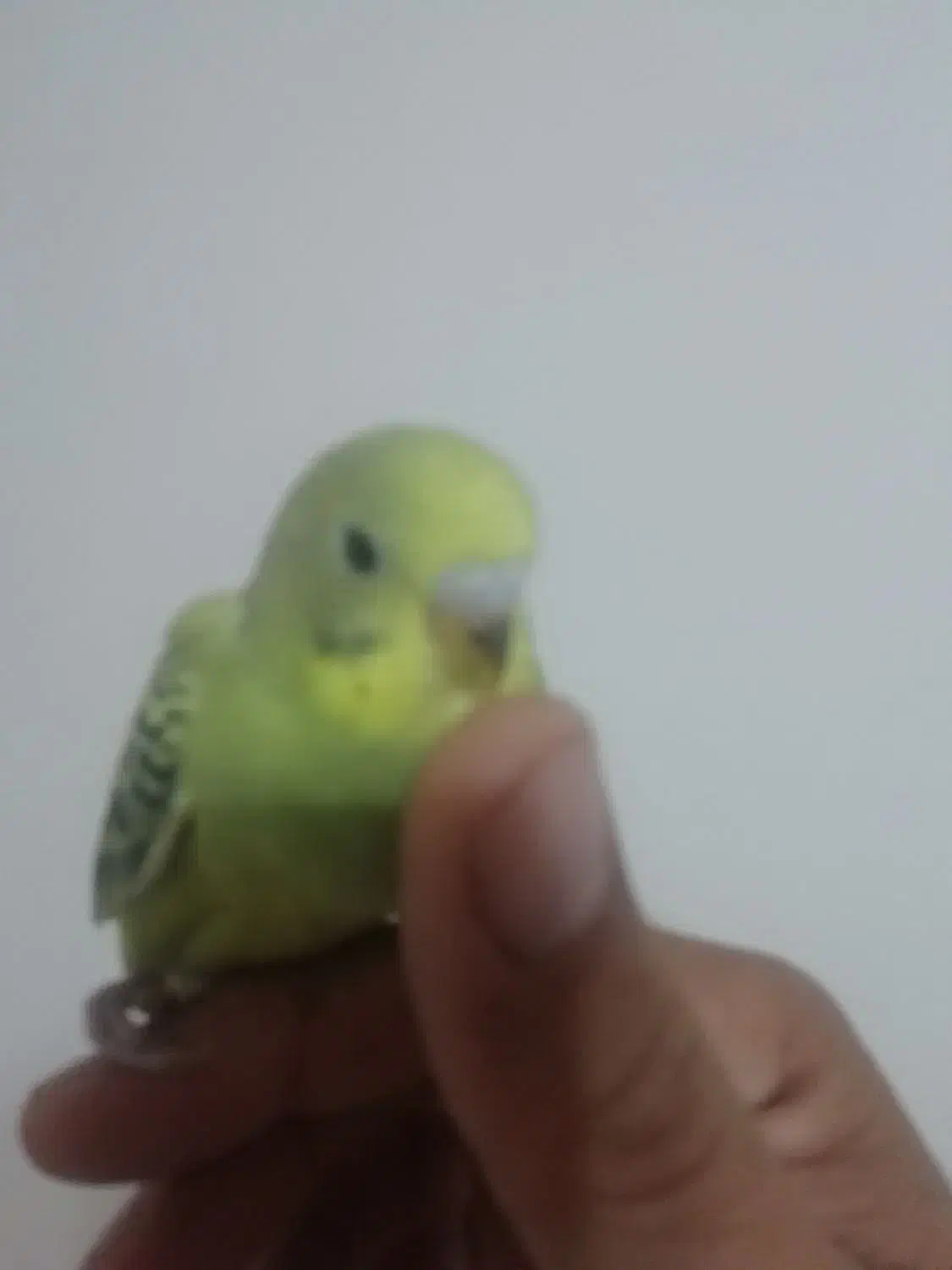 فروش 1جوجه مرغ عشق سرلاکی 30روزه|پرنده|بندرعباس, |دیوار