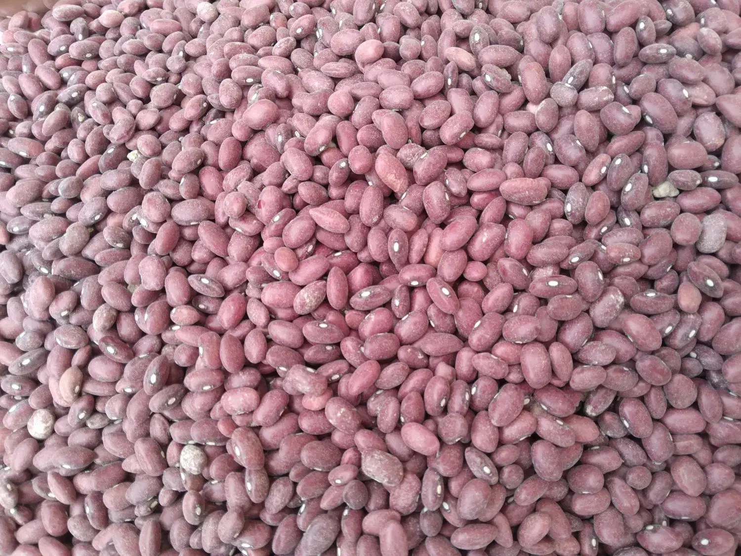 لوبیا قرمز فروشی ۱۰تن|عمدهفروشی|قروه, |دیوار